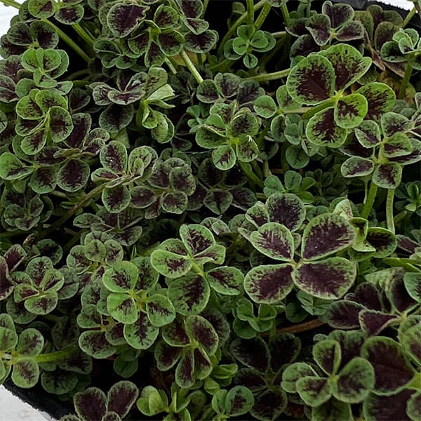 園芸ネット本店｜エンジェルクローバー：多葉・グロリアス3号ポット の