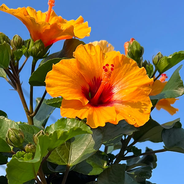 園芸ネット本店｜ハイビスカス（ニューロングライフ）：プチオレンジ