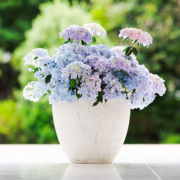 花入2点 花入 花入2点 カード検索 ｜ Z/X - Zillions of enemy X