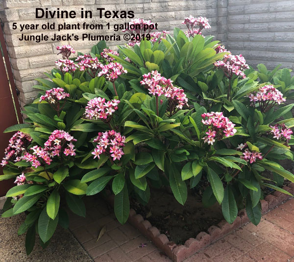 園芸ネット本店｜プルメリア：ディバイン（Divine）5号鉢植え の通販