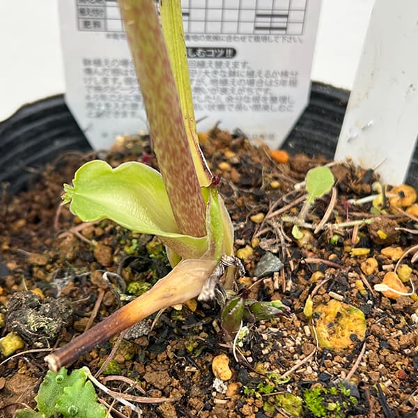 園芸ネット本店｜松村ナーセリーさんのクリスマスローズ：25-90ダブル