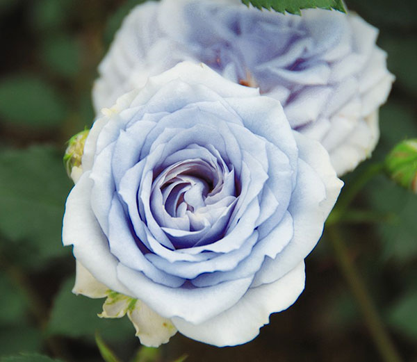 園芸ネット本店｜ハイブリッドティー：青雅（セイガ）大苗（PVP） の