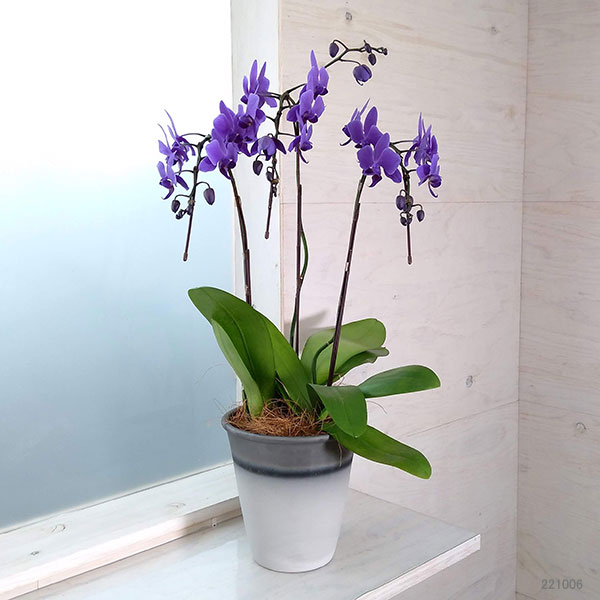 園芸ネット本店｜[ギフトに]ミディコチョウラン：Blue Gene（ブルー