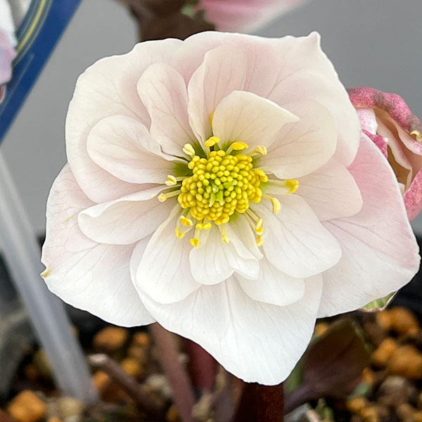 園芸ネット本店｜クリスマスローズ（原種系）：フルール ド ノエル