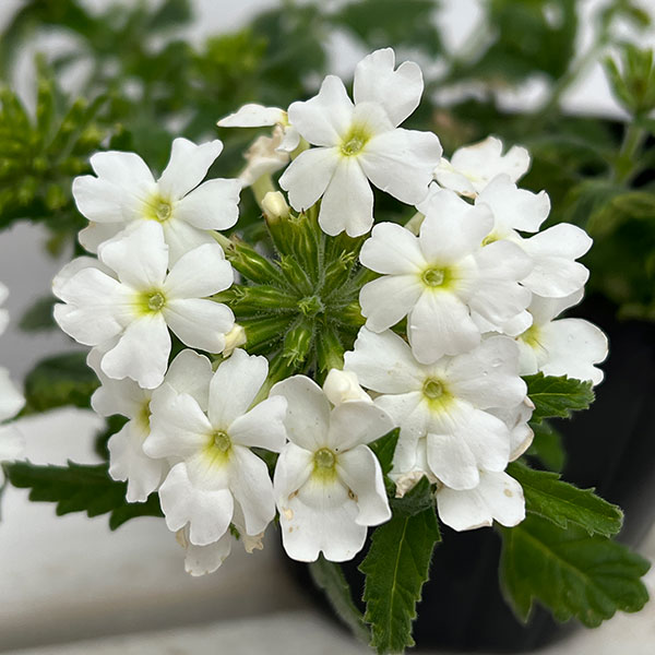 園芸ネット本店｜バーベナ：マジェラナ ホワイト3.5号ポット の通販