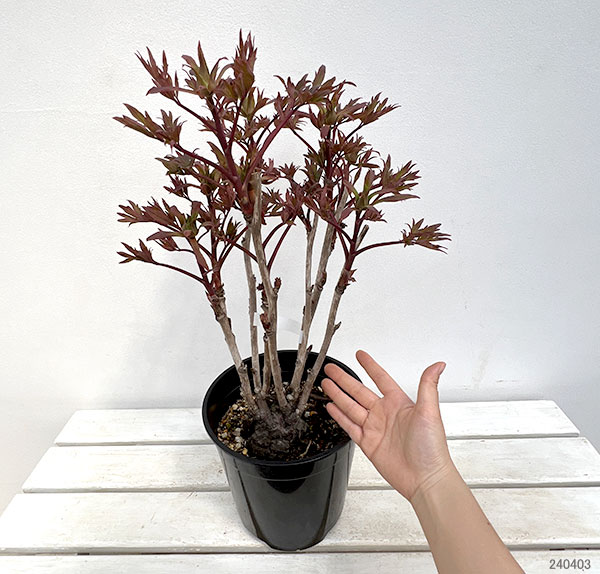 園芸ネット本店｜牡丹（ぼたん）：大正の誇（たいしょうのほこり）3～4