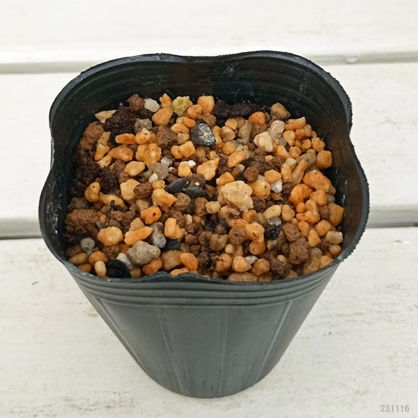 園芸ネット本店｜ユリ：黄花姫百合2.5～3号ポット の通販【公式】