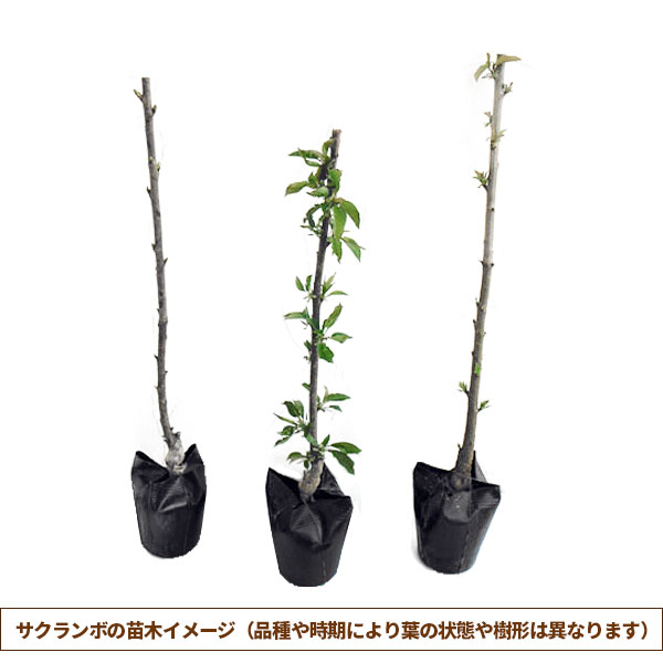 園芸ネット本店｜サクランボ：サミット4～5号ポット＊ の通販【公式】