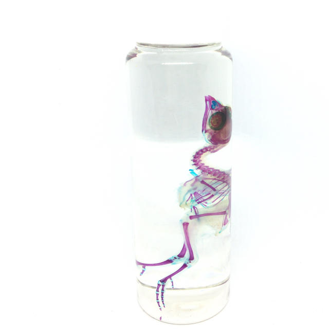 透明標本 ウズラ2 1点物☆極美品透明骨格標本ウズラ②