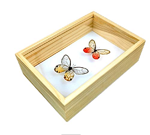 昆虫標本箱（ドイツ箱）モルフォ蝶2頭入り - T-WOOD'S GALLERY 2
