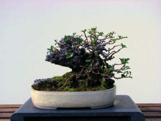 100 盆栽 盆栽鉢 植木鉢 中国鉢 紫砂 雲足梅花高盆 中国宜興 盆栽