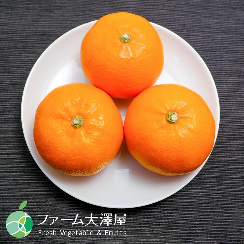 しろたミカン様 リクエスト 10点 まとめ商品 しろたミカン様