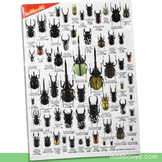 ユダイクスミヤマクワガタ 87mm 標本 ユダイクスミヤマクワガタ 87mm