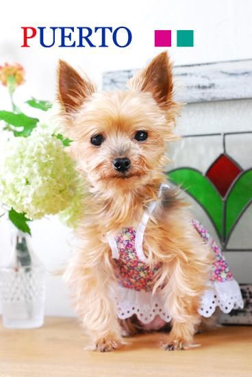 リバティ 犬のワンピース