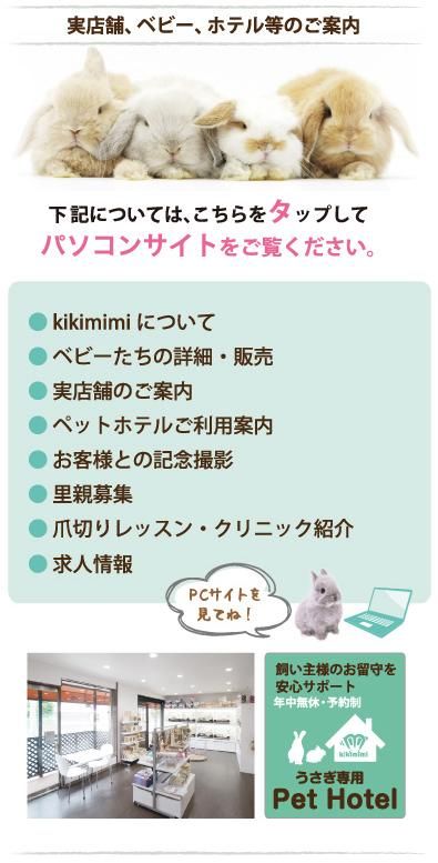 大阪のうさぎ専門店 kikimimi（キキミミ）｜ホーランドロップ