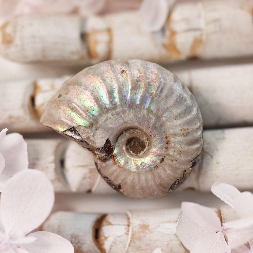 アンモナイト化石 - 海福雑貨通販部