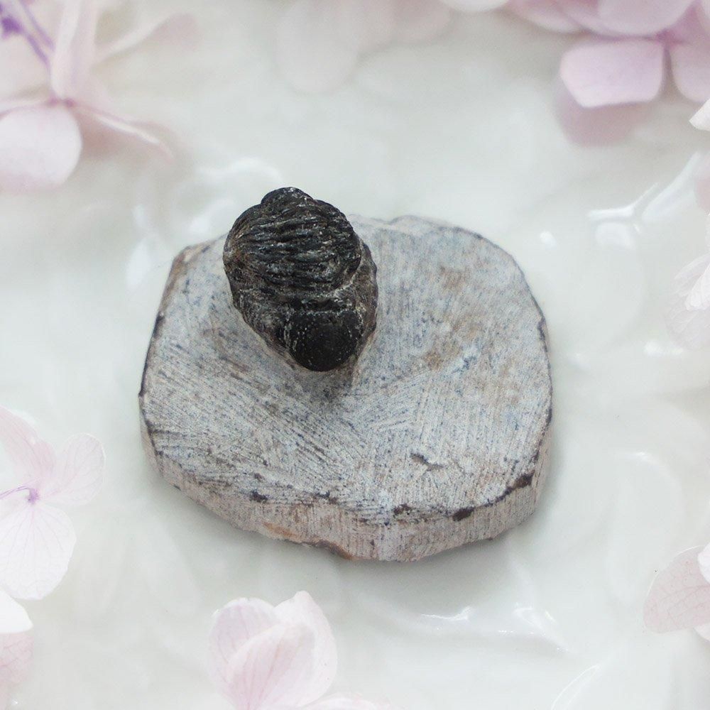 モロッコ産三葉虫化石 - 海福雑貨通販部