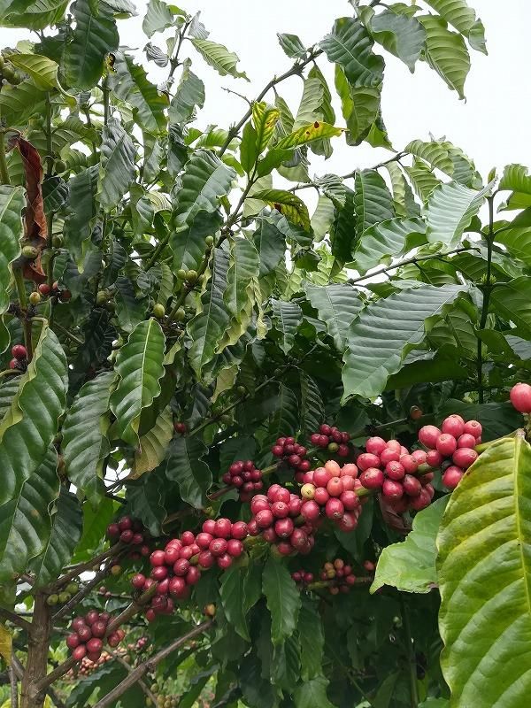 コーヒー生豆】ベトナムロブスタ-Future Coffee Farm ワイニーハニー