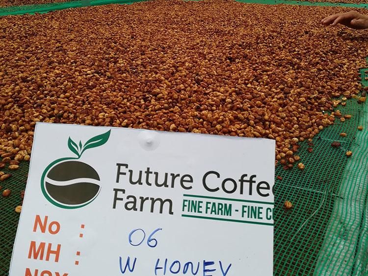 コーヒー生豆】ベトナムロブスタ-Future Coffee Farm ワイニーハニー