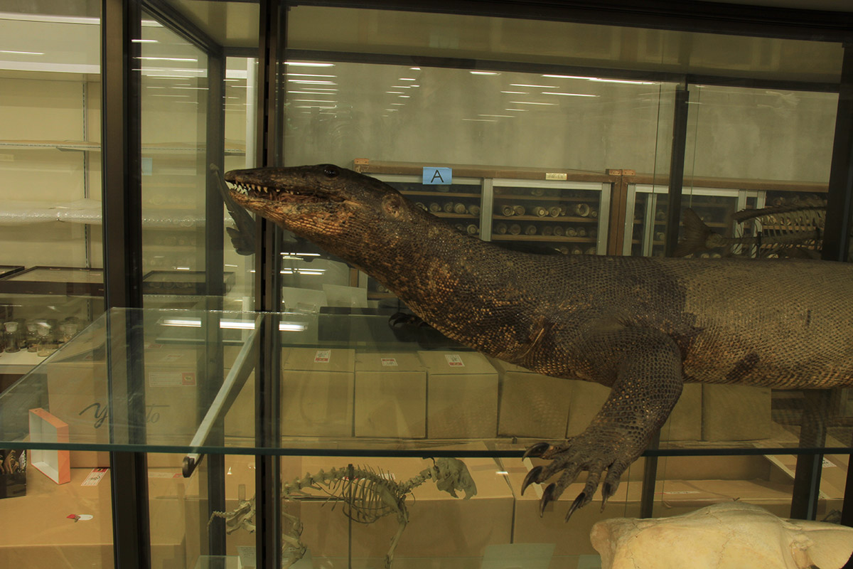 サルバトールモニター ミズオオトカゲ 剥製 トカゲ 置物 モニター