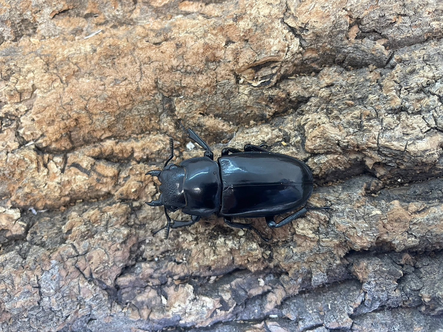 WD】リノケロスフタマタクワガタ – INSECT SHOP KMY