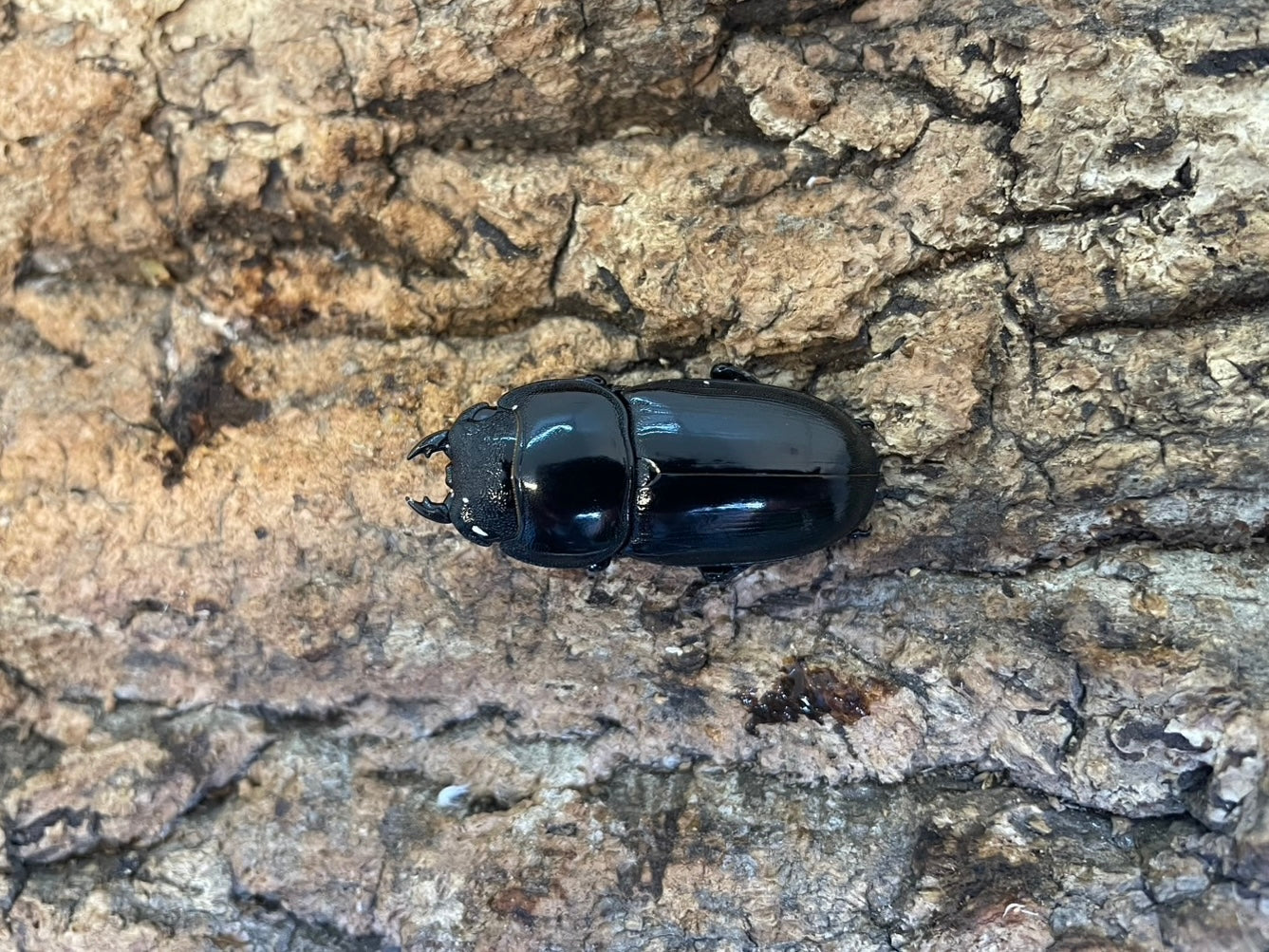 WD】アルキデスヒラタクワガタ – INSECT SHOP KMY