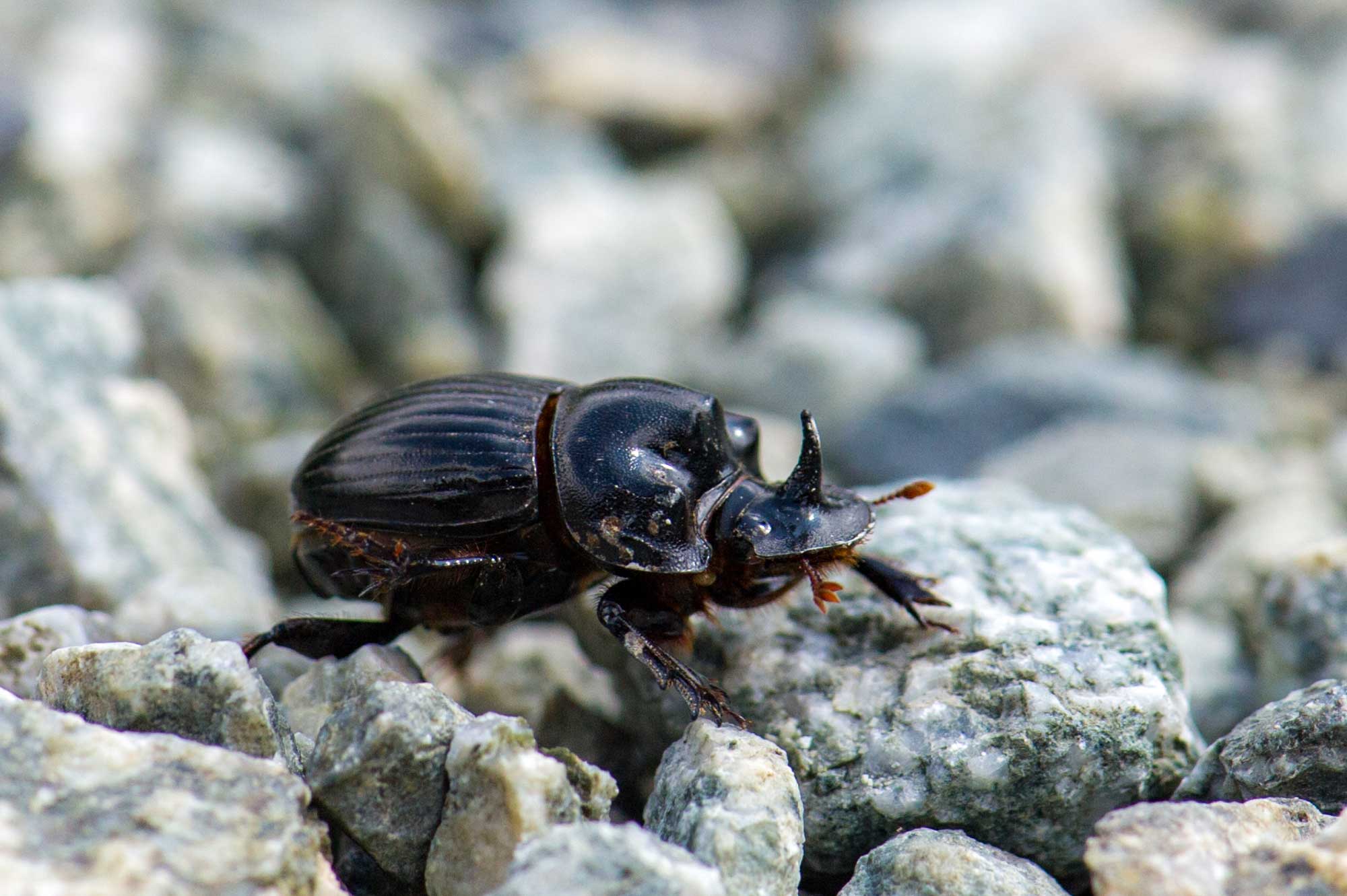 フンチュウの仲間まとめ 糞虫の図鑑 | 昆虫写真図鑑 ムシミル