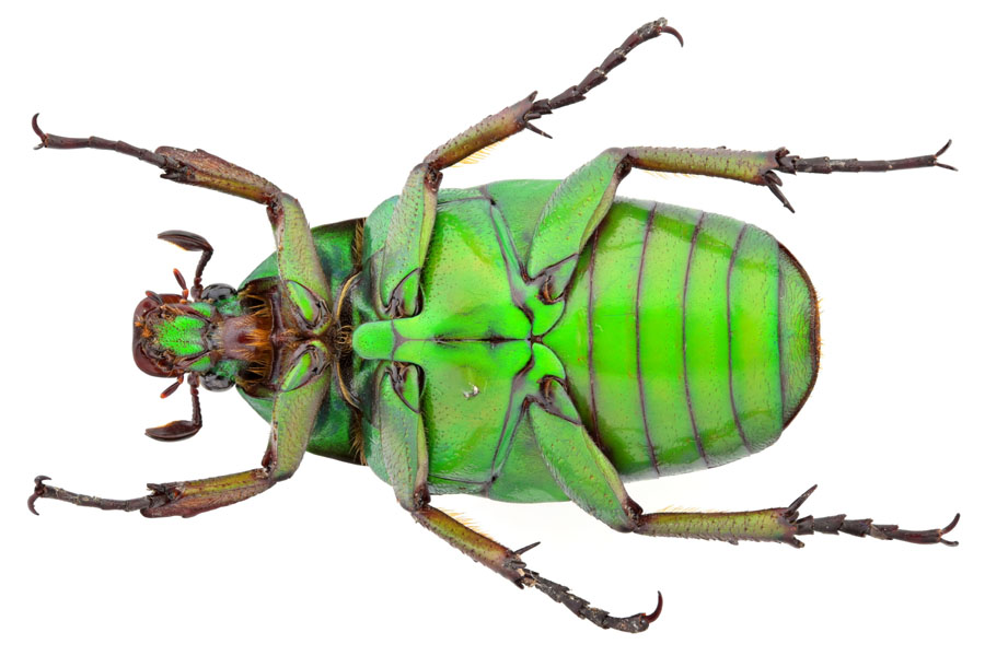 アオカナブン｜INSECT.Minoh.City