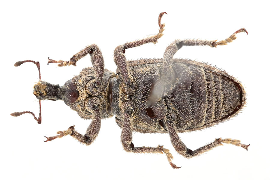 ヤサイゾウムシ｜INSECT.Minoh.City