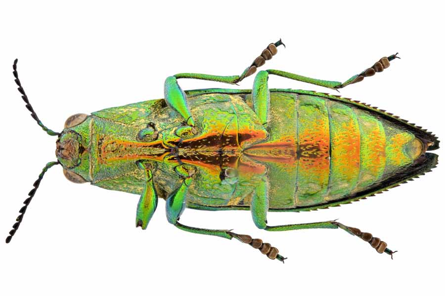 リ*ダ様 緑色と金色の光沢 昆虫標本 タマムシ約67匹 リ*ダ様 緑色と