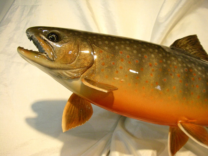 オショロコマ 剥製 重量物 高級 額縁 木製 【公式通販】