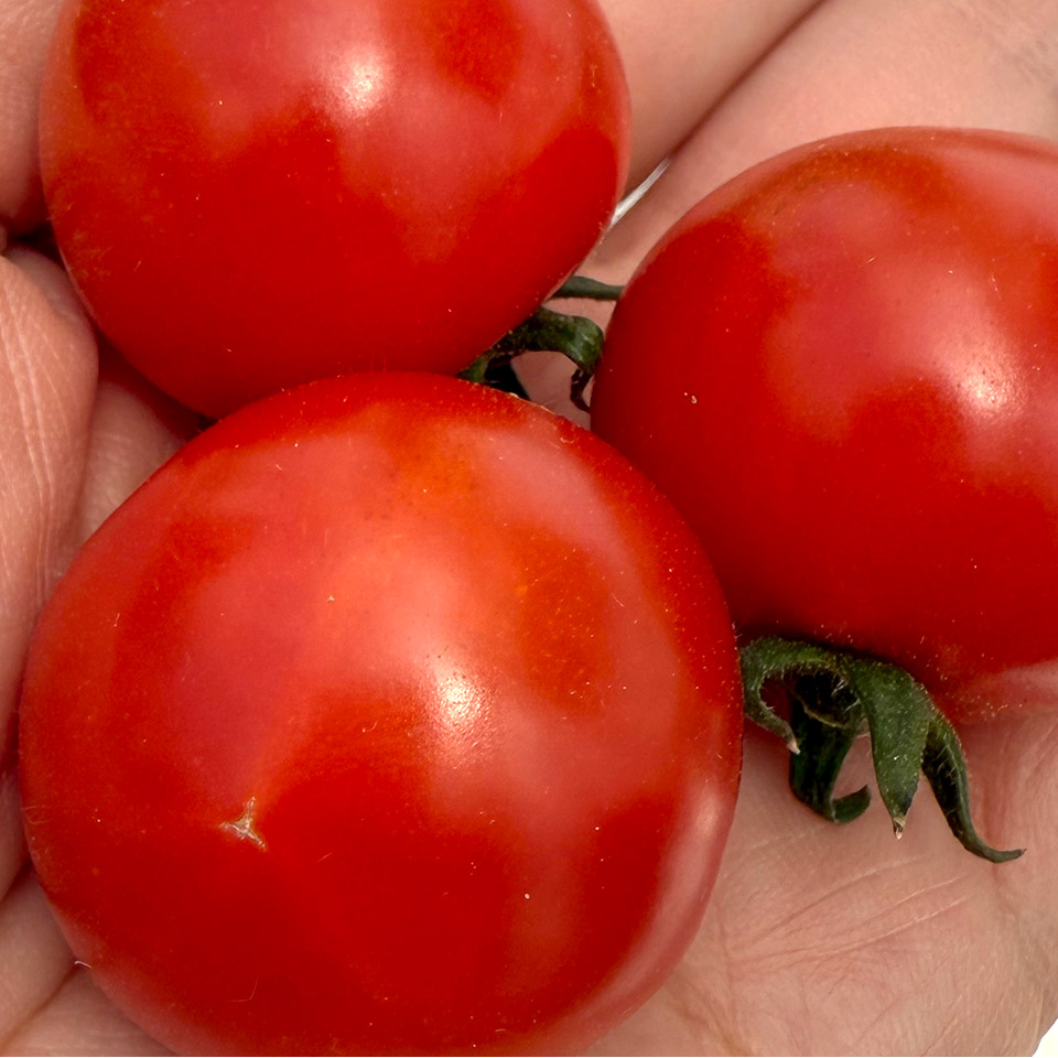 トマトピューレ ブラック糖度15度【かわぞえ農園】