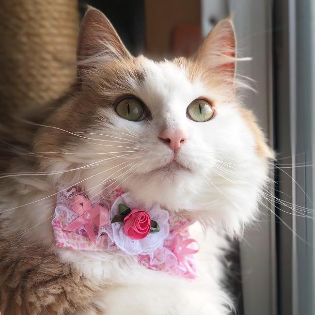 ゴロにゃんオリジナル デカちょこ猫首輪 ファンタジーフラワー