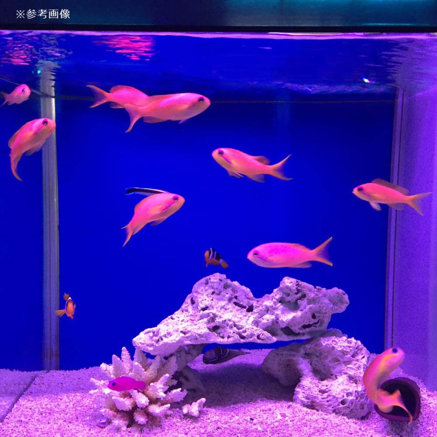 ゼンスイ アウトレット品 メーカー直送 LED PLUS 150cm