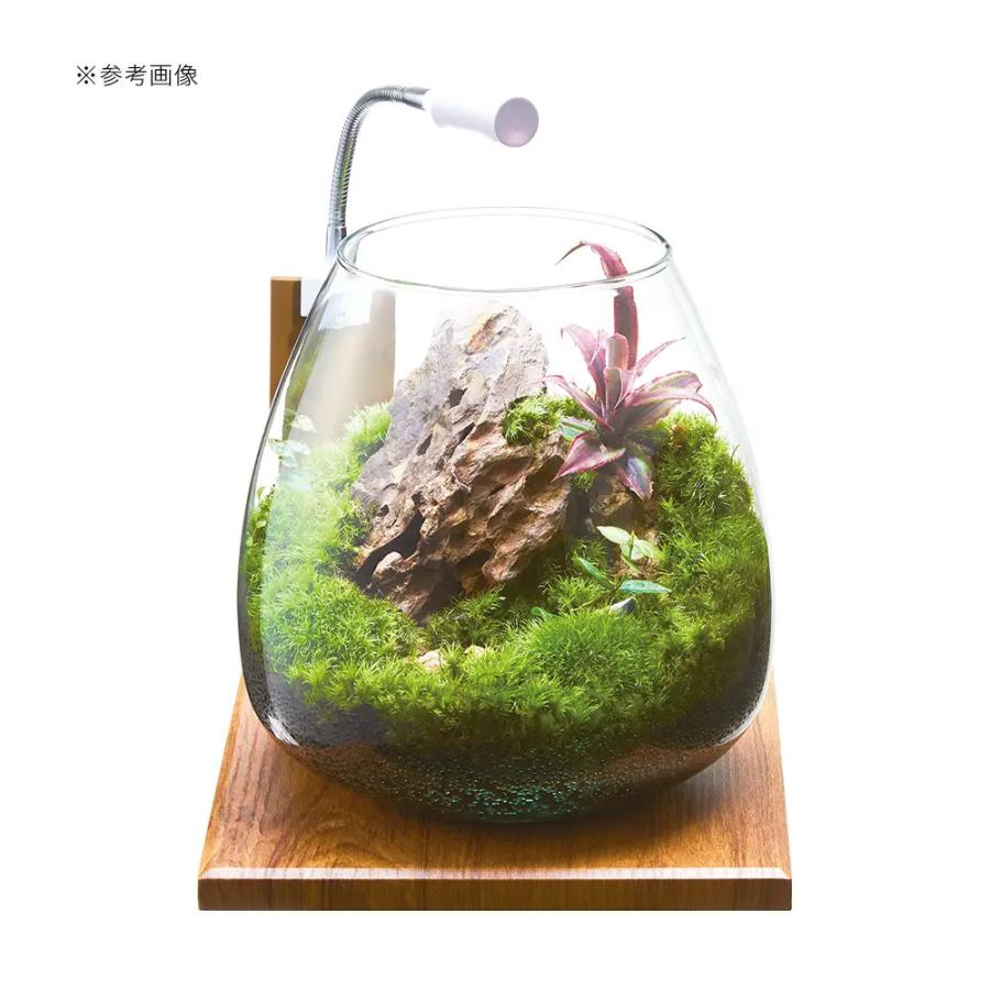 GEX（ジェックス） グラスアクア ティアー N 20cm テラリウム