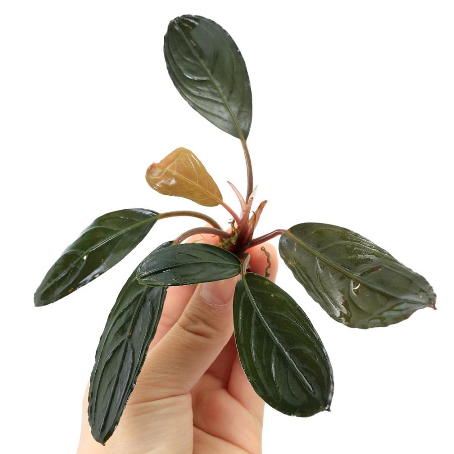 ブセファランドラ リアルグレイ ''Landak'' 水上葉 ブセファランドラ