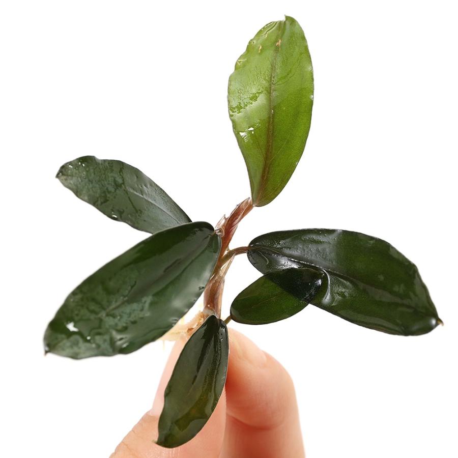 水草）ブセファランドラsp．ブラックパール（東南便）（水上葉）（1