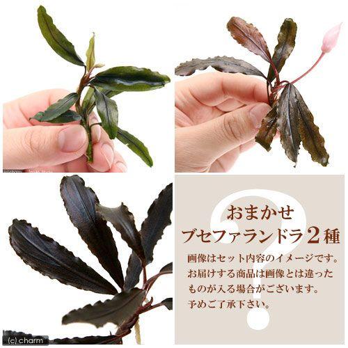 チャーム（charm） （水草）おまかせブセファランドラ（水中葉）（無
