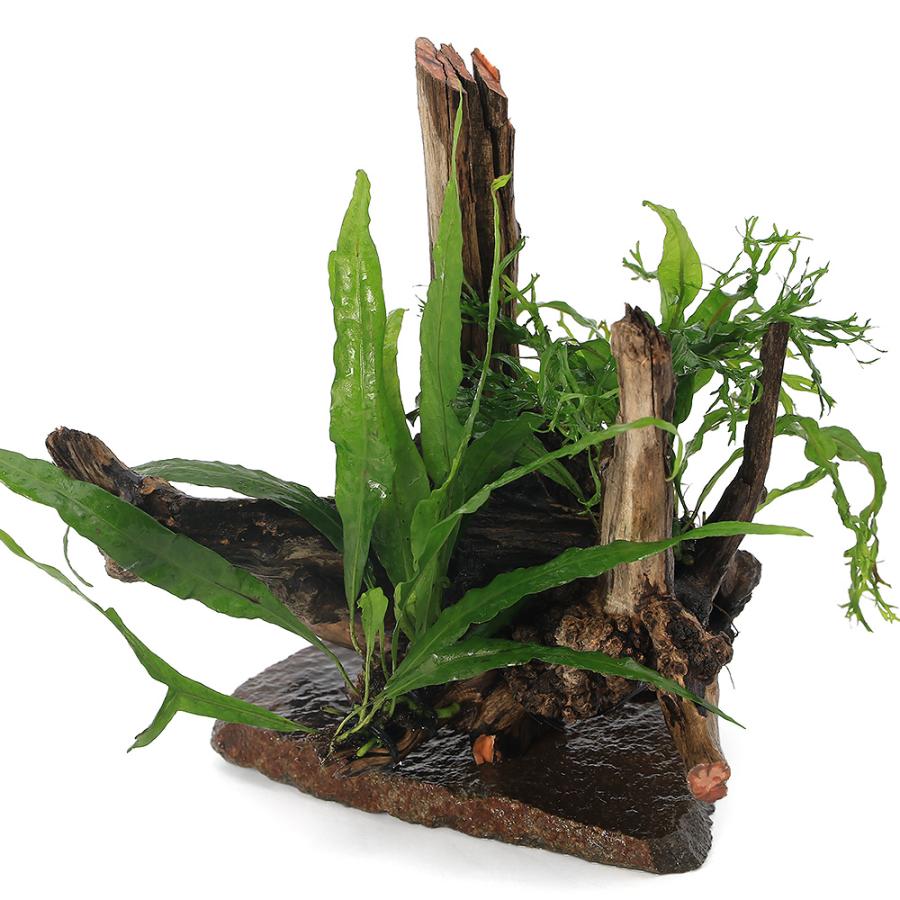 チャーム（charm） （水草）置くだけ簡単 レイアウト流木