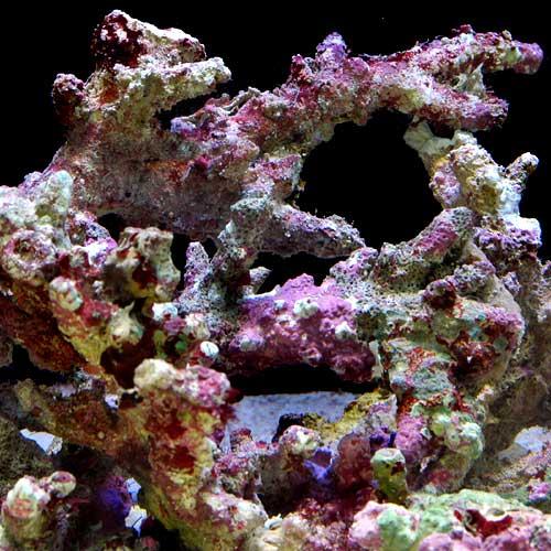 チャーム（charm） （海水魚）ライブロック セミブランチタイプ M