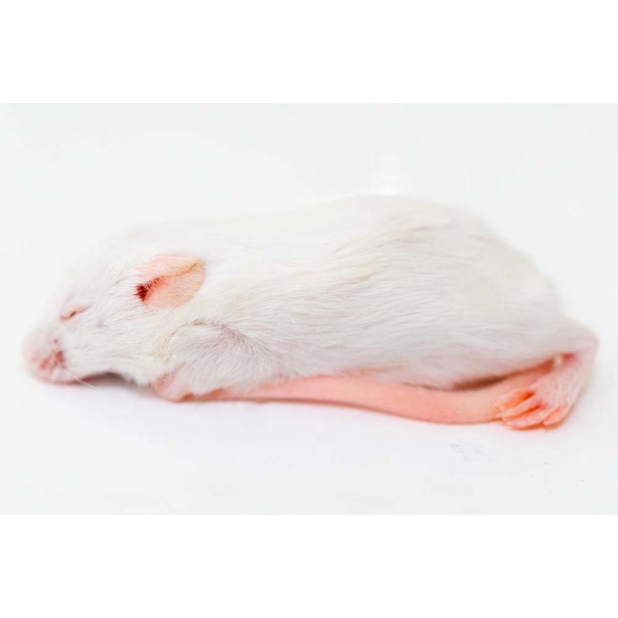 送料無料 冷凍マウスアダルトM100匹 【公式通販】