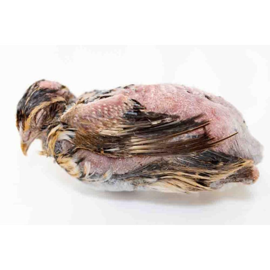 冷凍 ウズラ うずら エサ 餌 78羽 未処理 猛禽 フクロウ タカ 鷹 隼 鷲