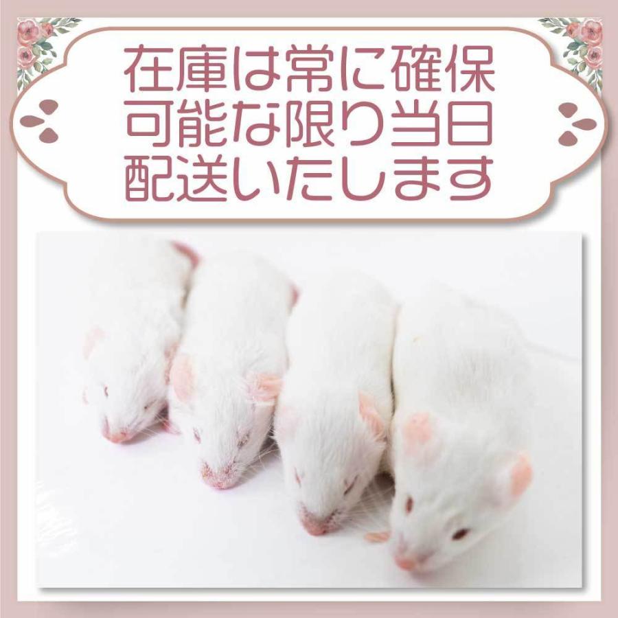 冷凍 マウス ファジーマウスL 餌 エサ フクロウ 100匹 猛禽類 爬虫類