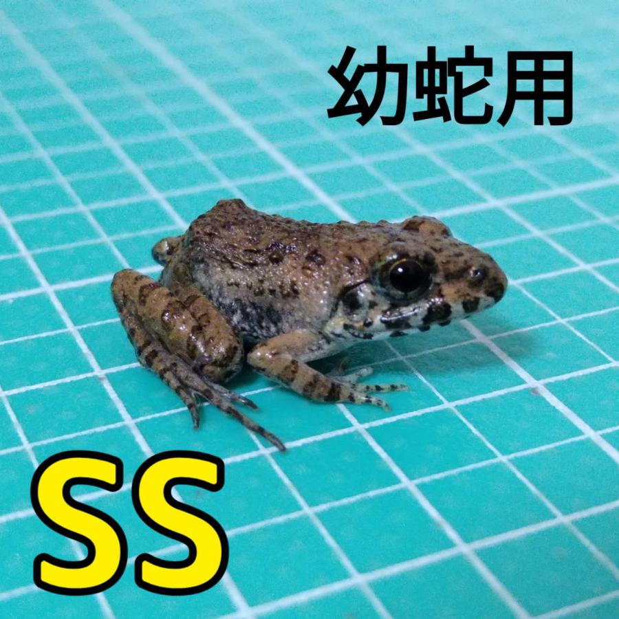 繁殖（CB）個体 活エサ ヌマガエル SSサイズ 胴長1.5~2cm 20匹 幼蛇用