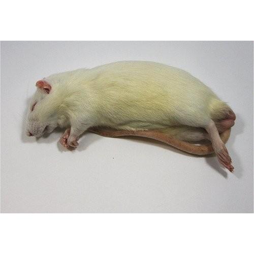 冷凍アダルトラットM (約100〜120g) 10匹入り【クール便発送】猛禽類