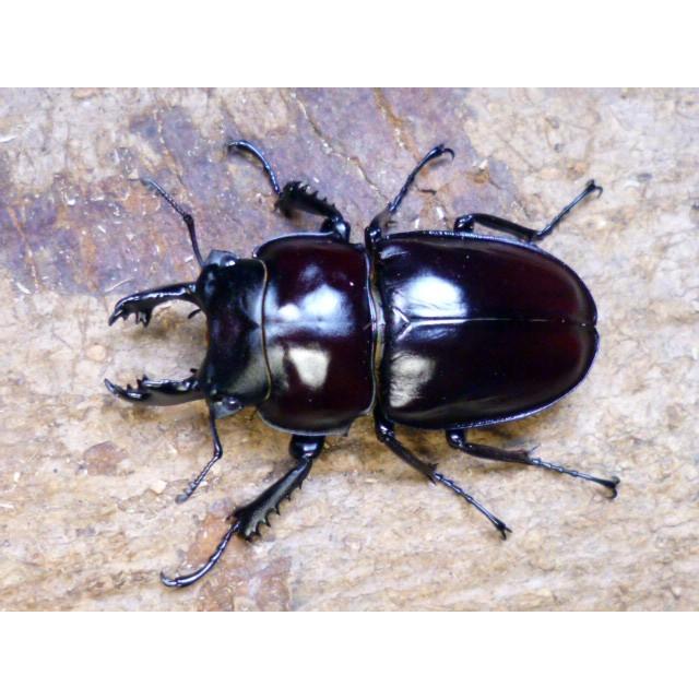 DFかぶくわ☆西表島産☆ヤエヤママルバネ3令幼虫1頭 : ドルクス