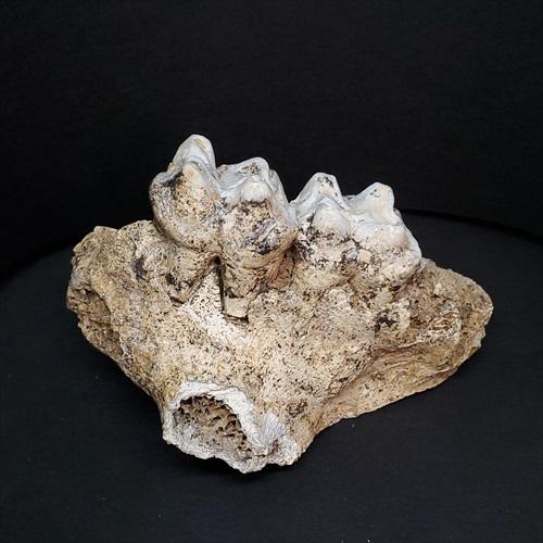 博物館級 キプロスドワーフカバ 化石 歯 本物 キプロス共和国 fr54