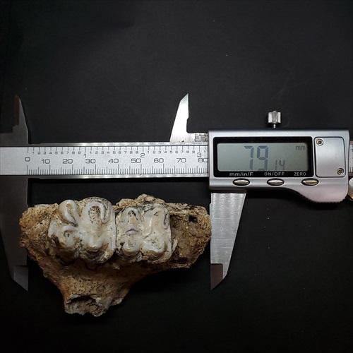博物館級 キプロスドワーフカバ 化石 歯 本物 キプロス共和国 mm