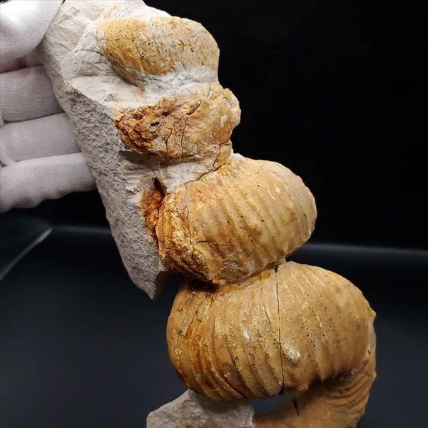 希少 異常巻き アンモナイト 化石 本物 フランス産 250mm プレゼント