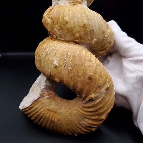 希少 異常巻き アンモナイト 化石 本物 フランス産 250mm プレゼント